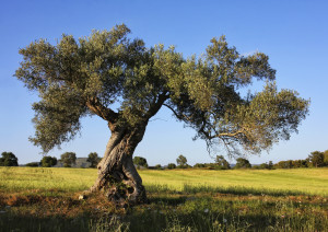 arbol libra